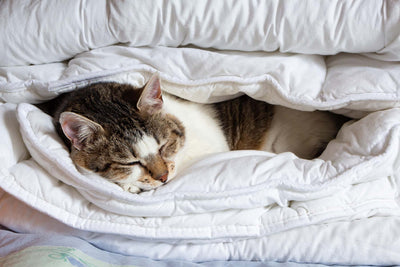 What Makes the Best Down Comforter?